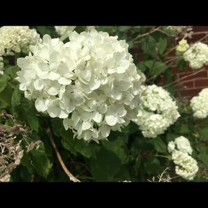 Meet your Posher, Rhonda